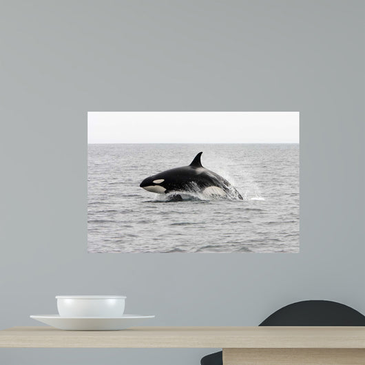 Transient Killer Whale Leaping Wall Decal Design 1