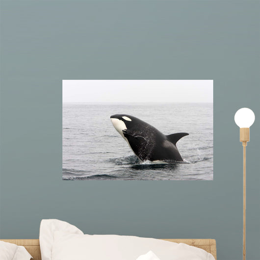 Transient Killer Whale Breaching Wall Decal