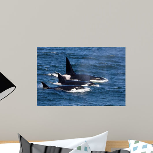 Group Transient Killer Whales Wall Decal Design 1