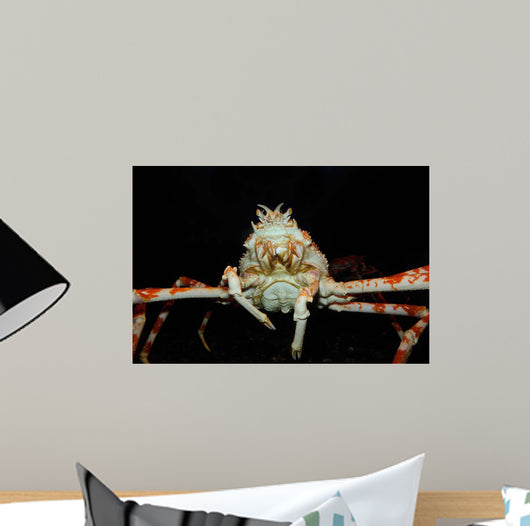 Japanese Spider Crab Macrocheira Wall Decal Design 4