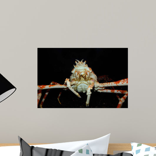 Japanese Spider Crab Macrocheira Wall Decal Design 4
