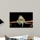 Japanese Spider Crab Macrocheira Wall Decal Design 4