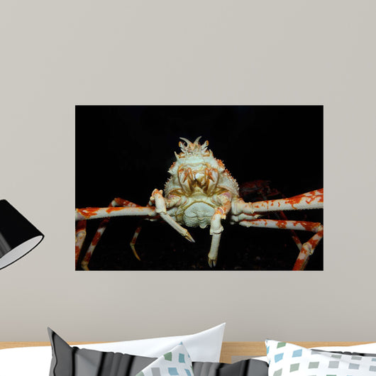 Japanese Spider Crab Macrocheira Wall Decal Design 4