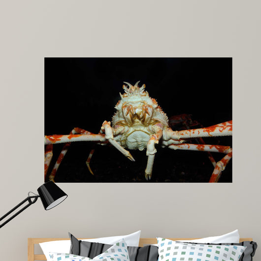 Japanese Spider Crab Macrocheira Wall Decal Design 4