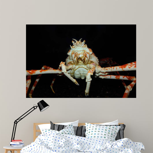 Japanese Spider Crab Macrocheira Wall Decal Design 4