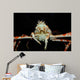 Japanese Spider Crab Macrocheira Wall Decal Design 4
