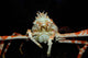 Japanese Spider Crab Macrocheira Wall Decal Design 4