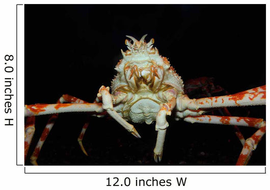Japanese Spider Crab Macrocheira Wall Decal Design 4