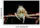Japanese Spider Crab Macrocheira Wall Decal Design 4