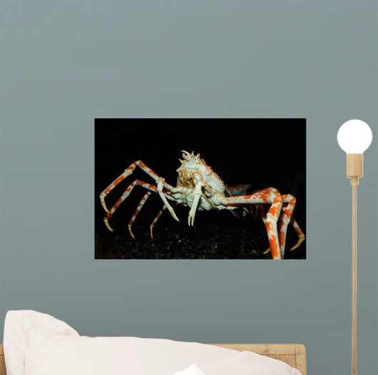 Japanese Spider Crab Macrocheira Wall Decal Design 3