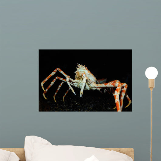 Japanese Spider Crab Macrocheira Wall Decal Design 3
