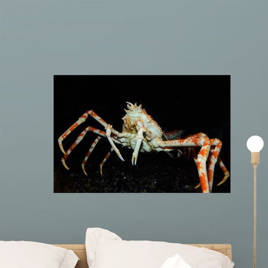 Japanese Spider Crab Macrocheira Wall Decal Design 3