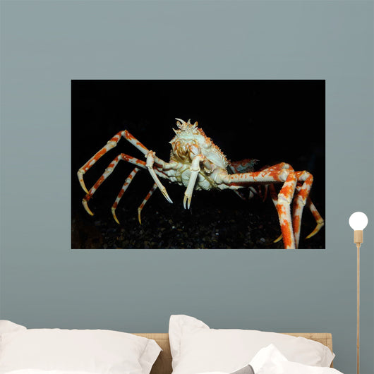 Japanese Spider Crab Macrocheira Wall Decal Design 3