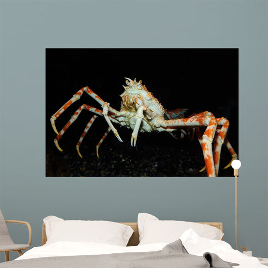 Japanese Spider Crab Macrocheira Wall Decal Design 3