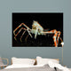 Japanese Spider Crab Macrocheira Wall Decal Design 3