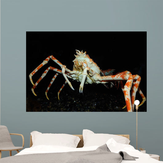 Japanese Spider Crab Macrocheira Wall Decal Design 3