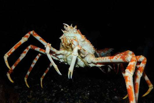 Japanese Spider Crab Macrocheira Wall Decal Design 3