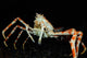 Japanese Spider Crab Macrocheira Wall Decal Design 3