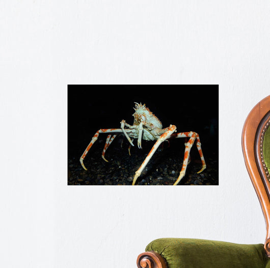 Japanese Spider Crab Macrocheira Wall Decal Design 2