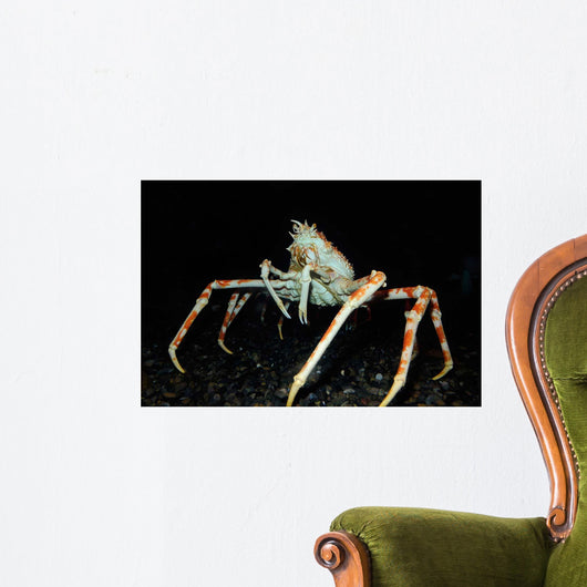 Japanese Spider Crab Macrocheira Wall Decal Design 2