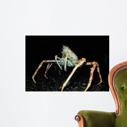 Japanese Spider Crab Macrocheira Wall Decal Design 2