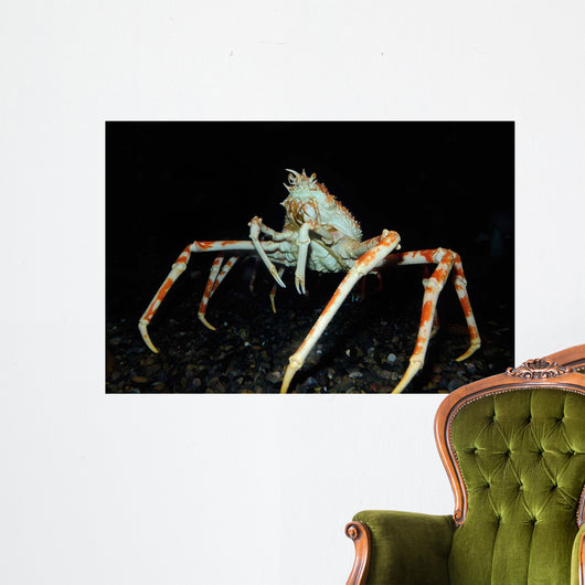 Japanese Spider Crab Macrocheira Wall Decal Design 2