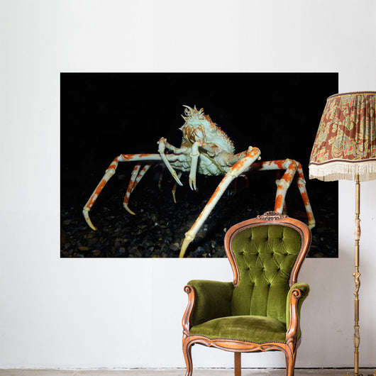 Japanese Spider Crab Macrocheira Wall Decal Design 2