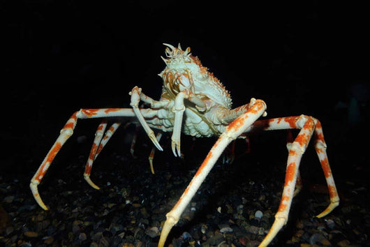 Japanese Spider Crab Macrocheira Wall Decal Design 2