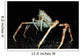 Japanese Spider Crab Macrocheira Wall Decal Design 2