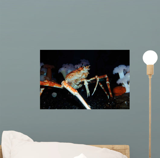 Japanese Spider Crab Macrocheira Wall Decal Design 1