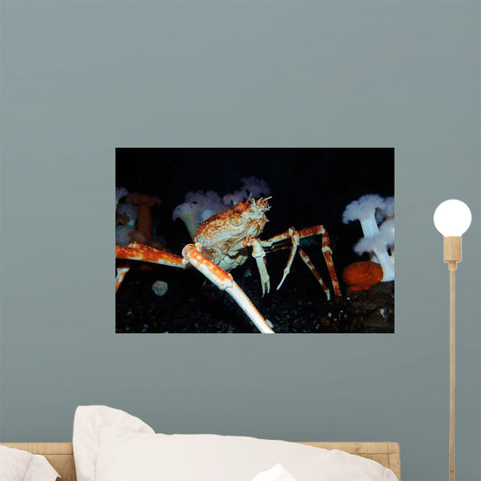 Japanese Spider Crab Macrocheira Wall Decal Design 1