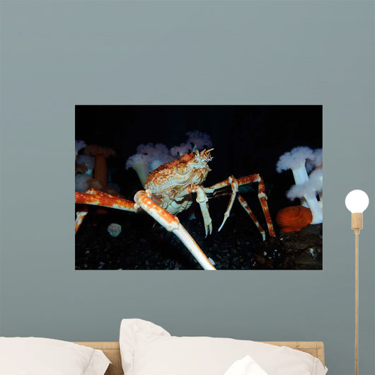 Japanese Spider Crab Macrocheira Wall Decal Design 1
