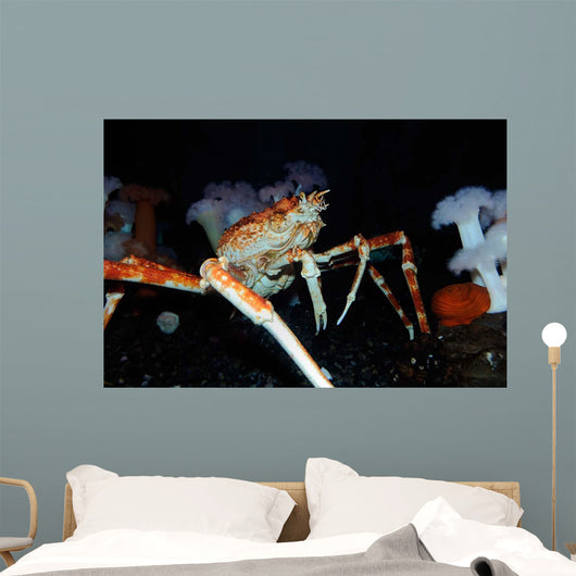 Japanese Spider Crab Macrocheira Wall Decal Design 1