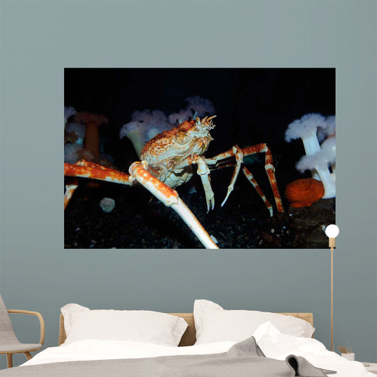 Japanese Spider Crab Macrocheira Wall Decal Design 1
