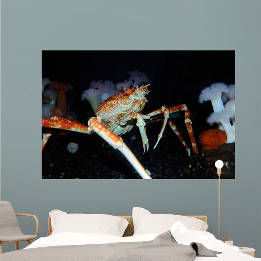 Japanese Spider Crab Macrocheira Wall Decal Design 1