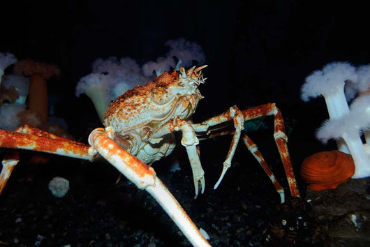 Japanese Spider Crab Macrocheira Wall Decal Design 1
