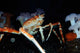 Japanese Spider Crab Macrocheira Wall Decal Design 1