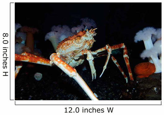Japanese Spider Crab Macrocheira Wall Decal Design 1