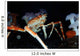 Japanese Spider Crab Macrocheira Wall Decal Design 1