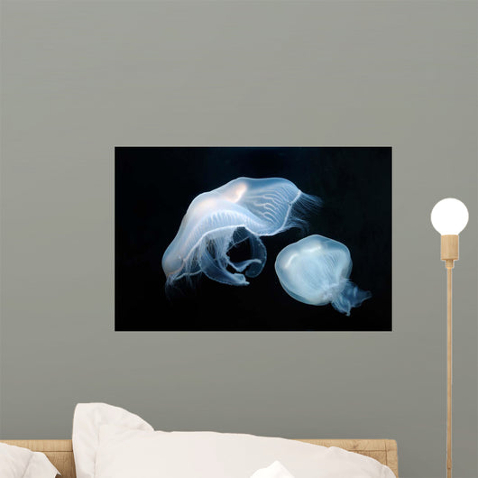 Moon Jellyfish Aurelia Aurita Wall Decal Design 6