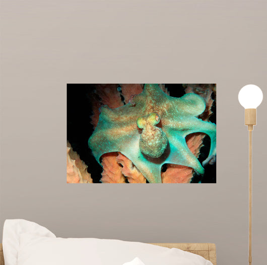 Caribbean Reef Octopus Tent Wall Decal