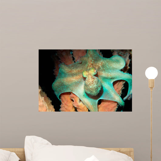 Caribbean Reef Octopus Tent Wall Decal