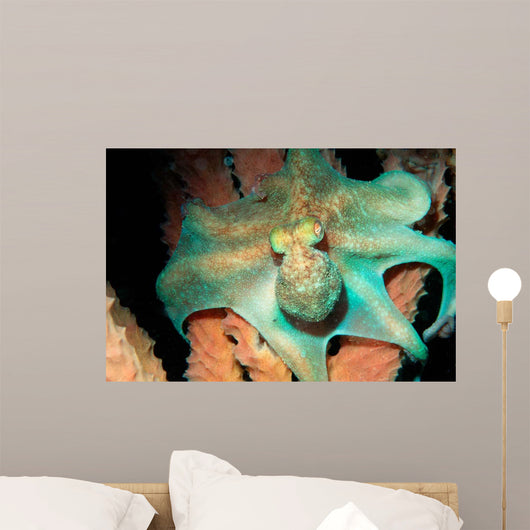 Caribbean Reef Octopus Tent Wall Decal