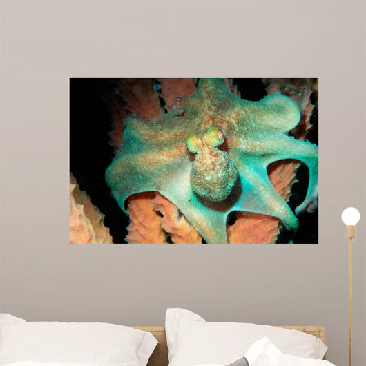Caribbean Reef Octopus Tent Wall Decal