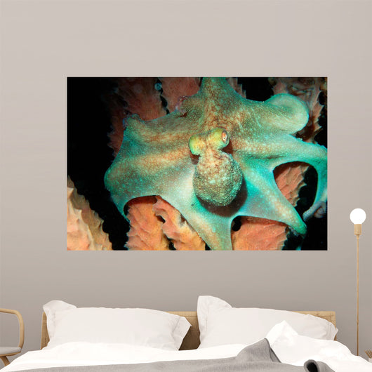 Caribbean Reef Octopus Tent Wall Decal