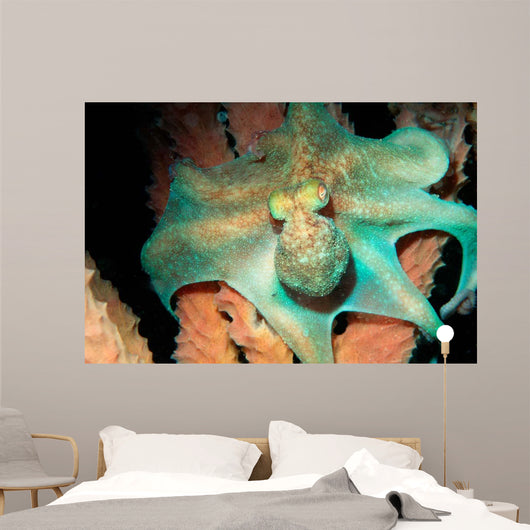 Caribbean Reef Octopus Tent Wall Decal