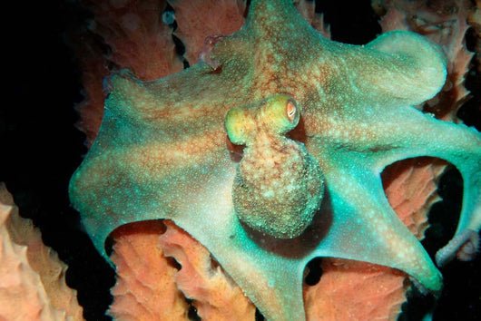 Caribbean Reef Octopus Tent Wall Decal