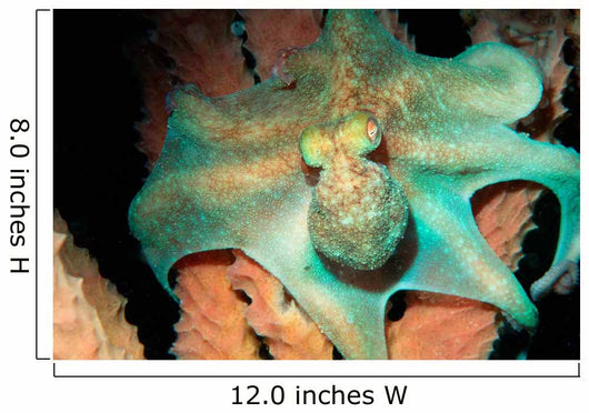 Caribbean Reef Octopus Tent Wall Decal