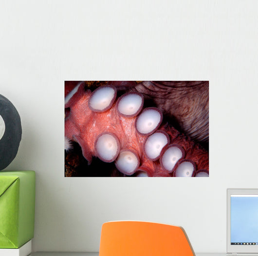 Giant Pacific Octopus British Wall Decal