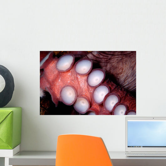 Giant Pacific Octopus British Wall Decal